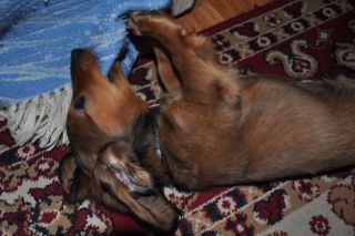 Jamnik d�ugow�osy